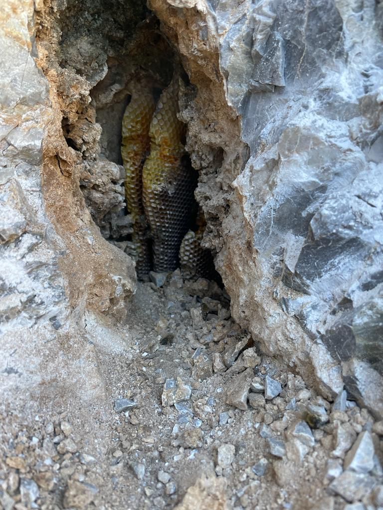 Yaban Balı ( Kaya Balı )