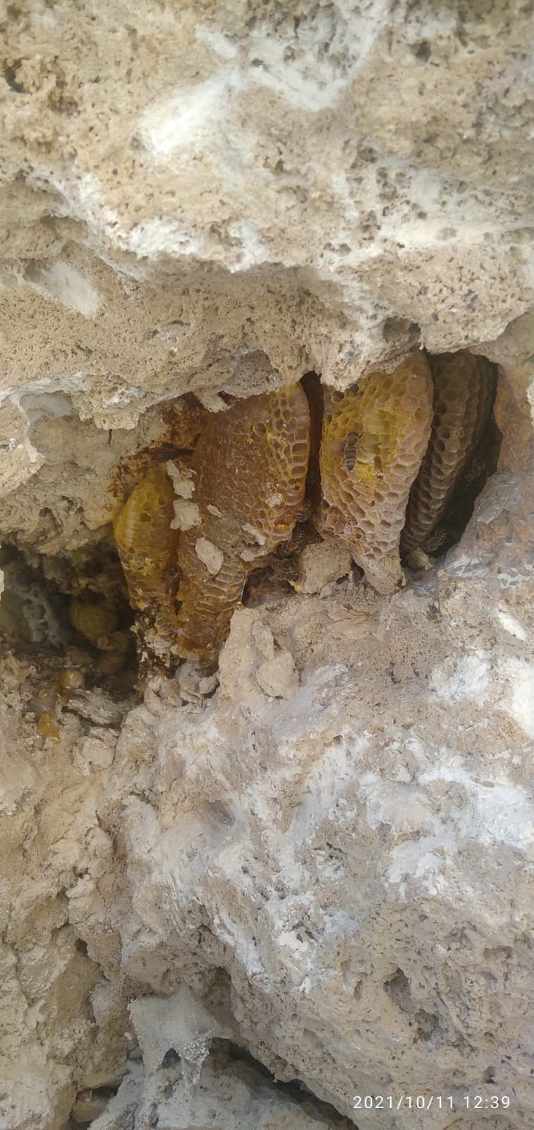 Yaban Balı (Kaya Balı)