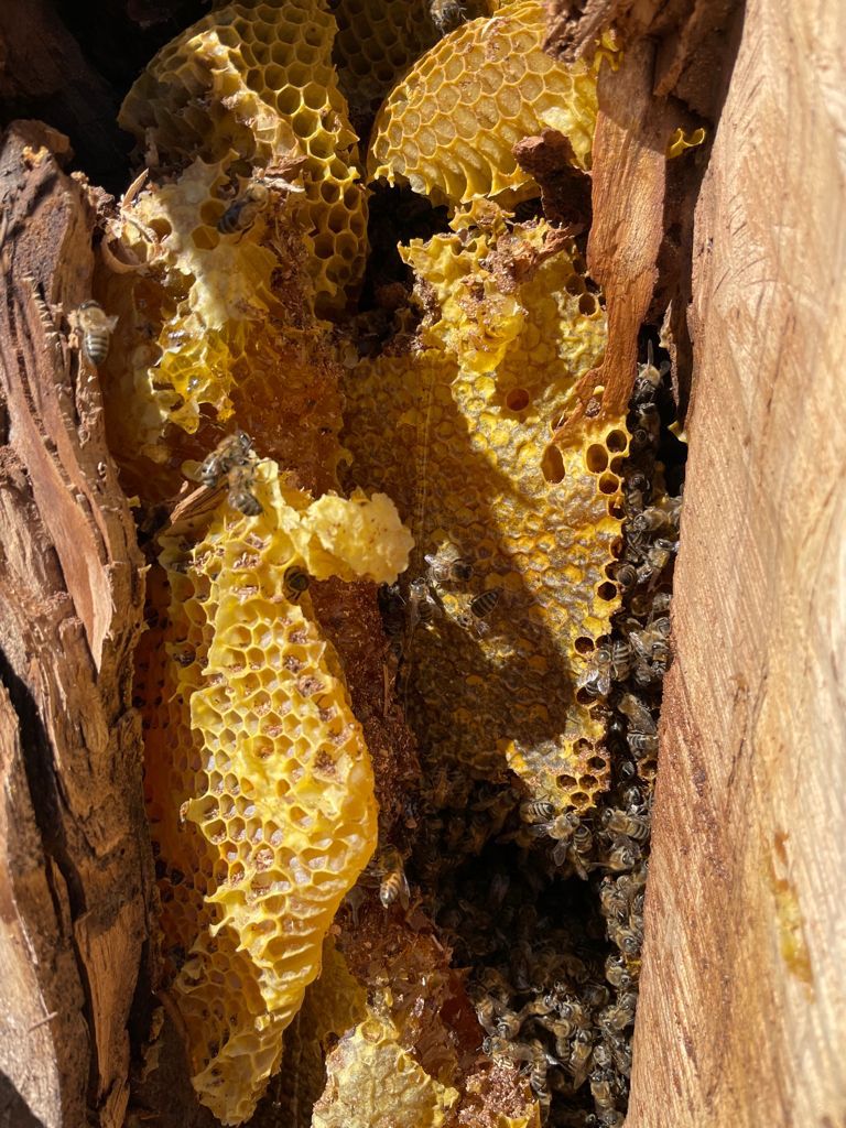 Yaban Balı (Karakütük)