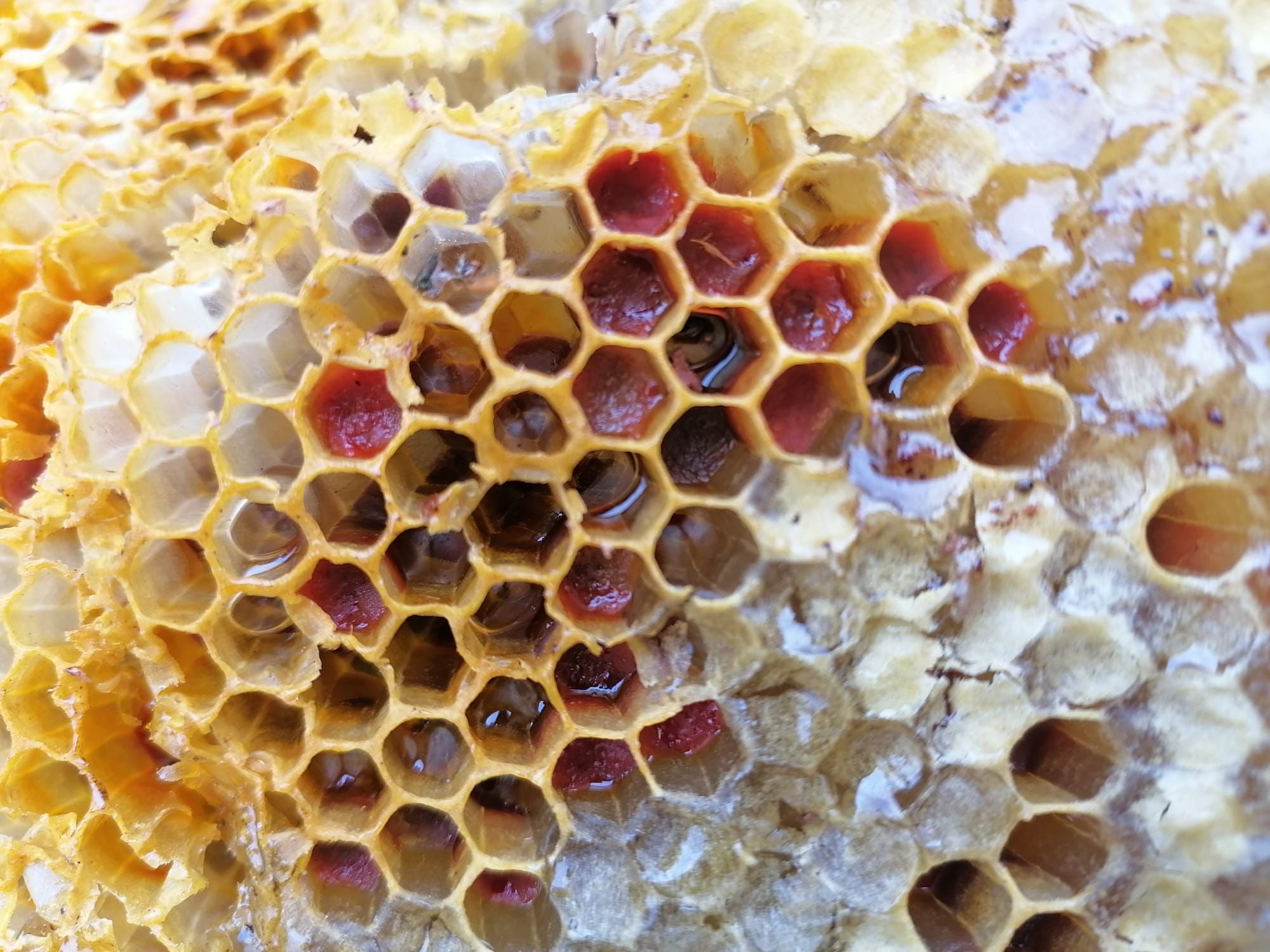 Yaban Balı (Karakütük)